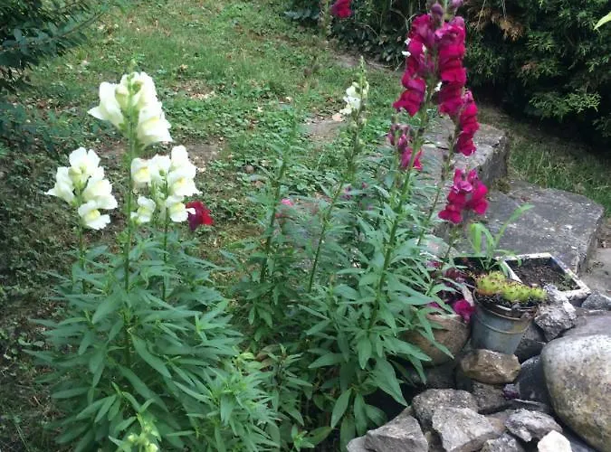 아파트 Fonix Apartman *